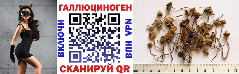 Псилоцибиновые грибы Psilocybe Кинель